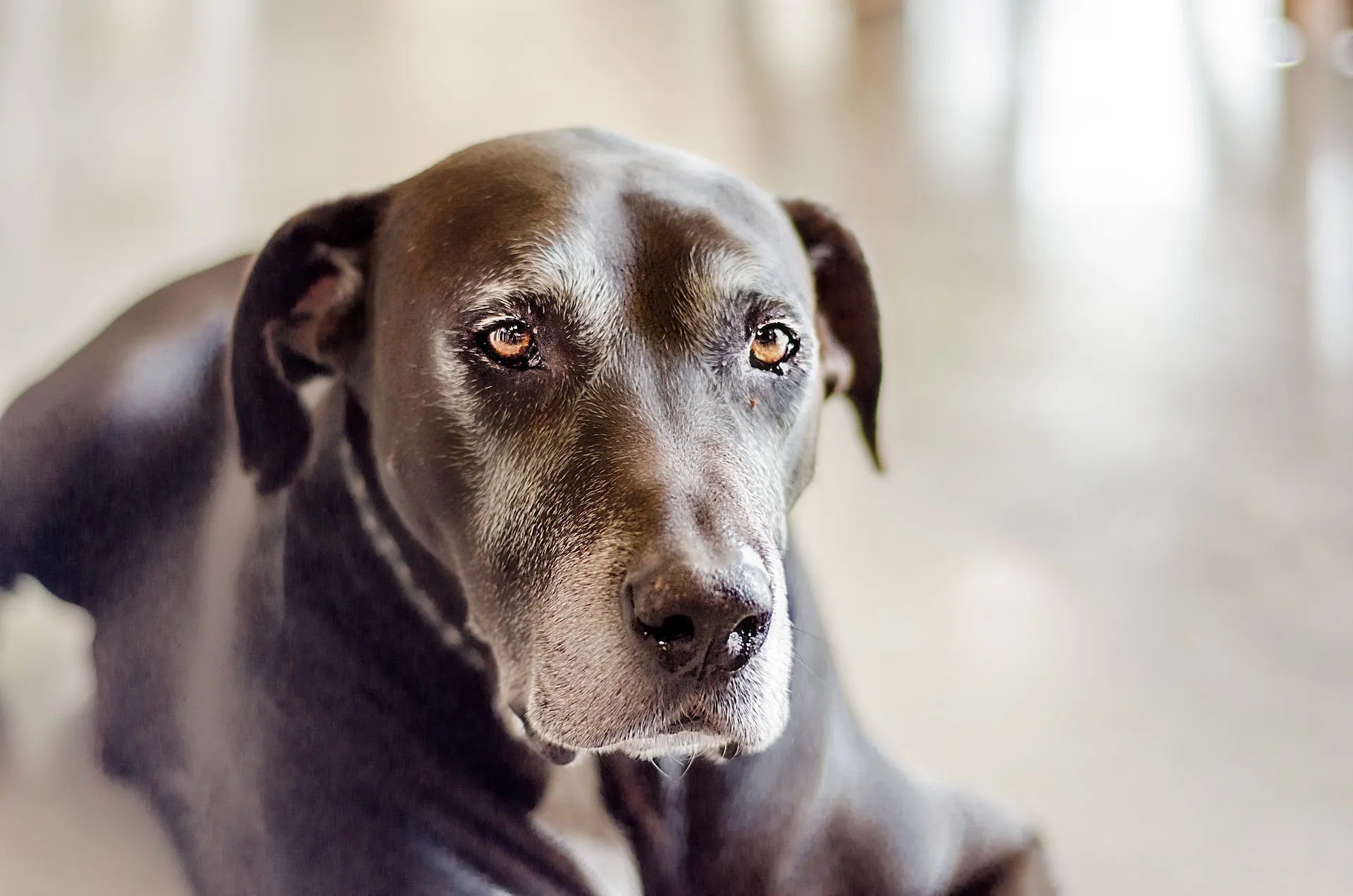 Top 10 Dog Foods For Senior Dogs