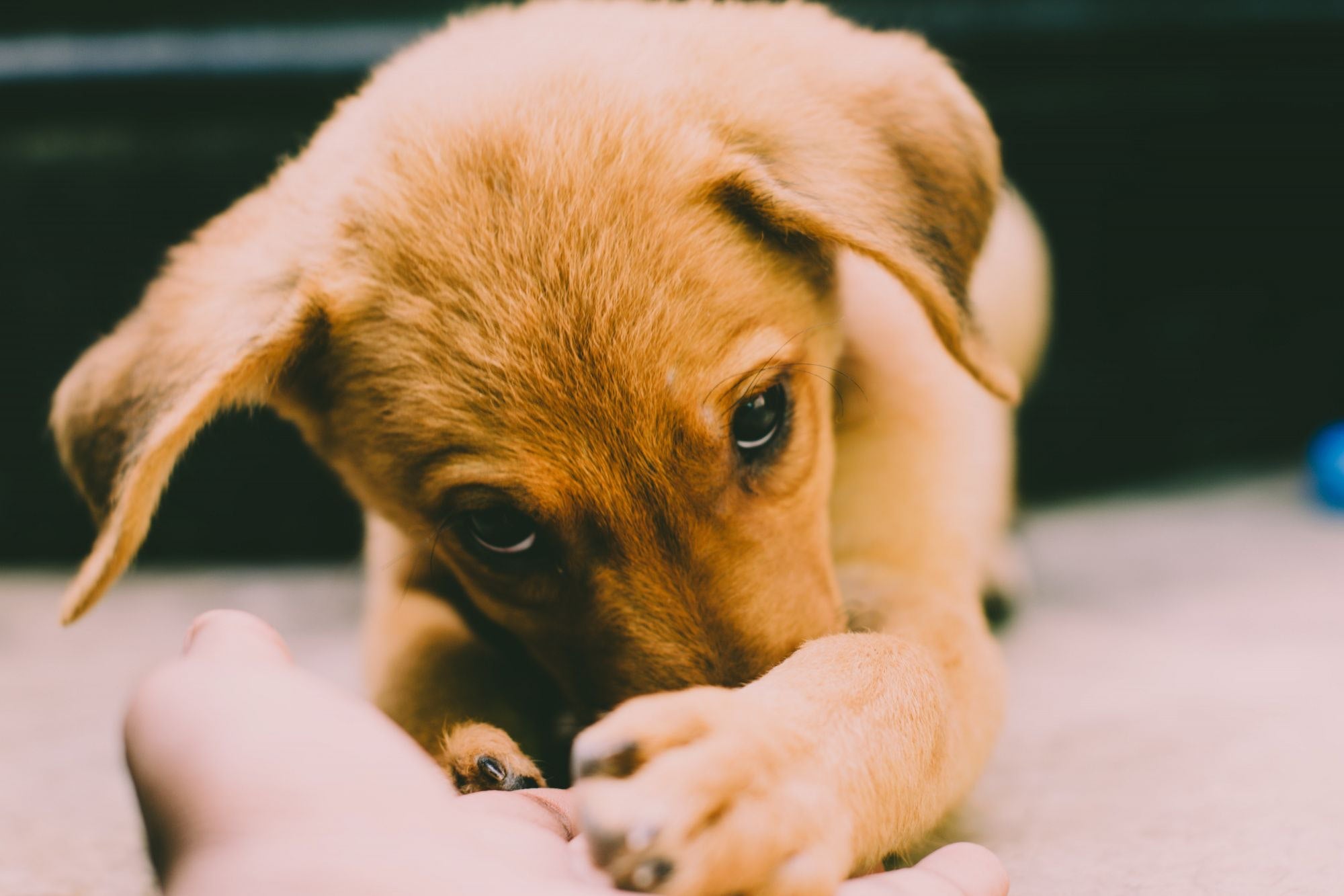 Is Your Puppy Ready for Adult Dog Food?