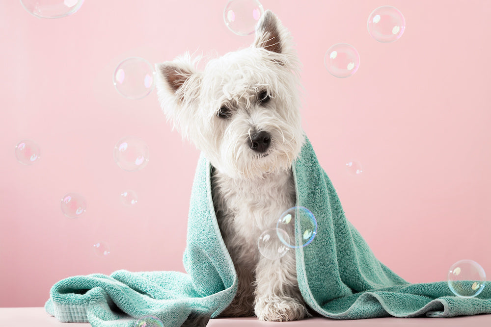 A cute West Highland White Terrier dog after bath, tilting its head, wondering how often should I wash my dog?