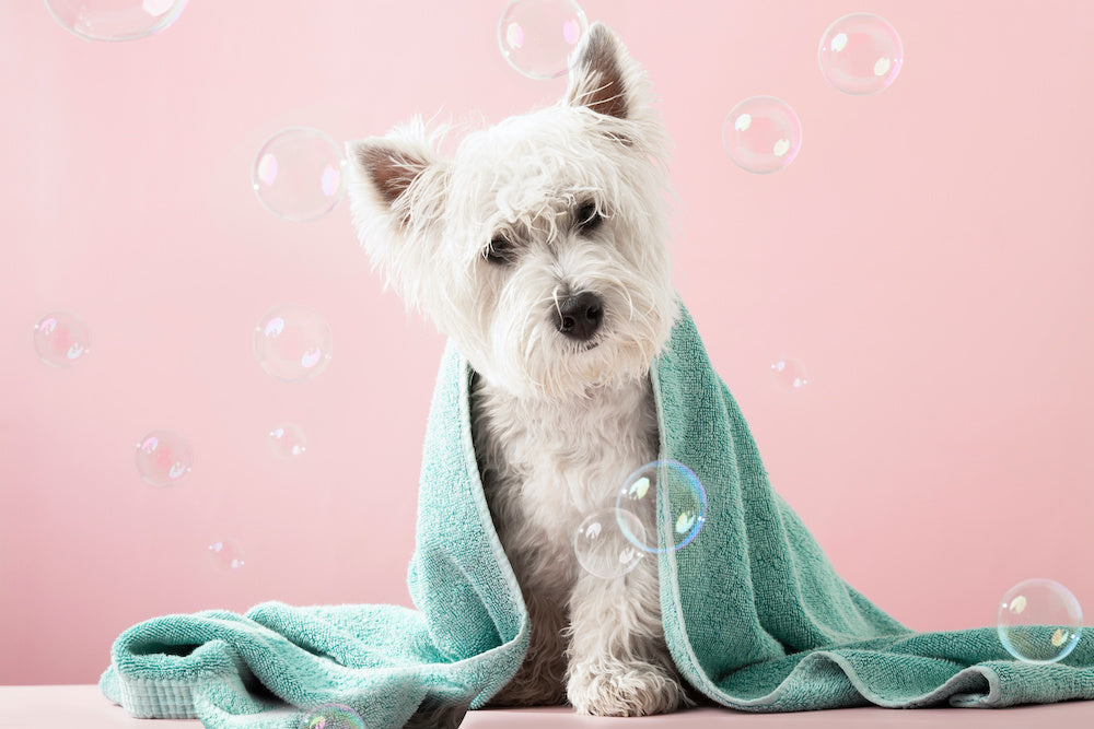 How Often Should I Wash My Dog?