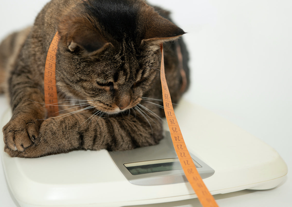 A cat sitting on a scale, considering whether to go on a diet.