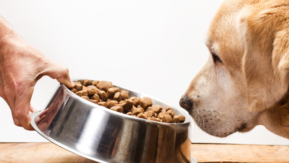How to Transition From One Dog Food to Another
