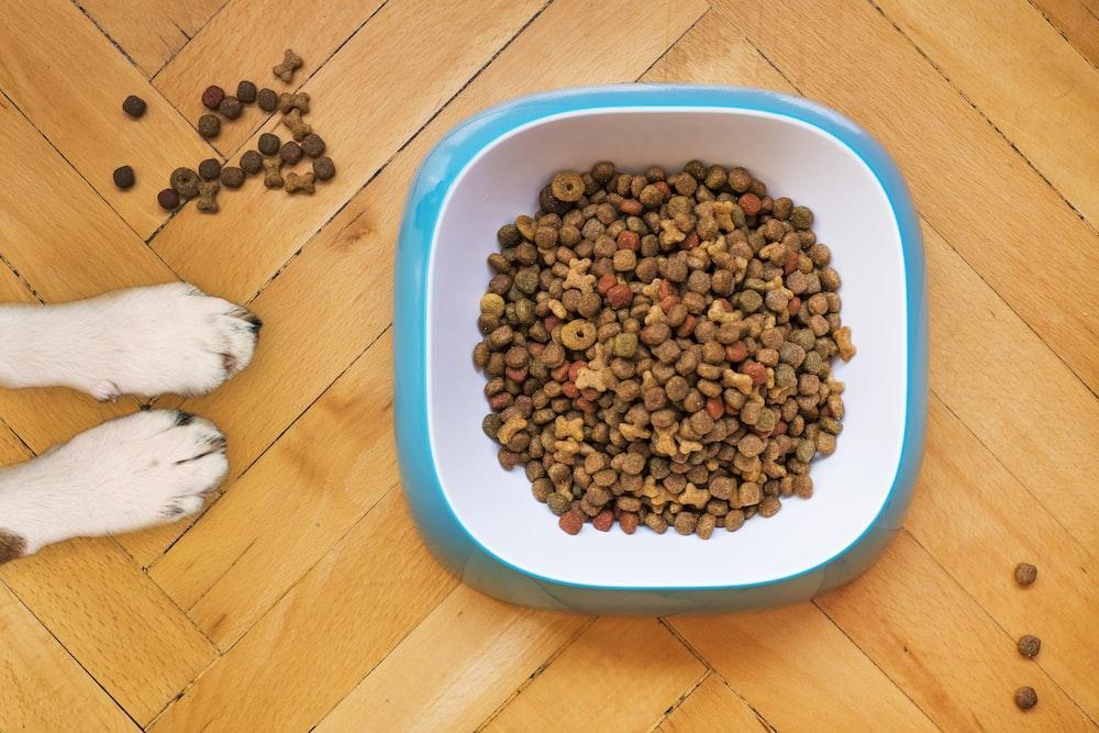 A bowl of dog food sits next to a dog’s paws