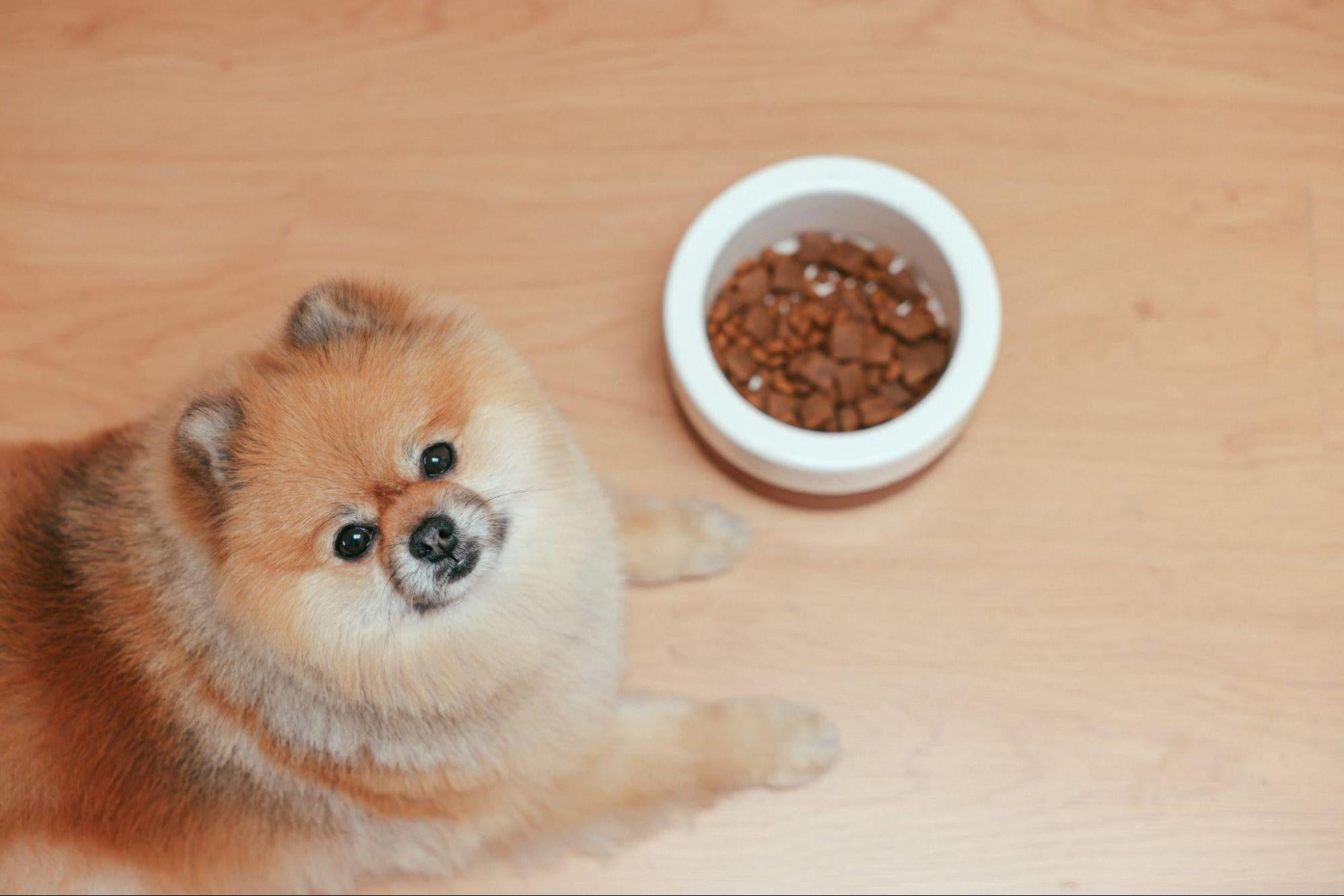 A small dog looks up while standing next to a bowl of dog food 
