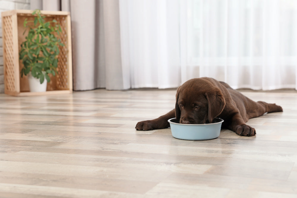 A puppy tries adult dog food for the first time.