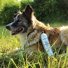 Alzoo Concentrated Powder Shampoo Kit beside a dog sitting in grass