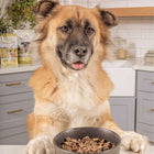 Dog patiently waiting for Badlands Ranch Air-Dried Superfood Complete Beef Formula Dog Food in a Gray bowl