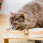 Cat eating Dr. Marty Nature's Feast Essential Wellness Poultry, Beef & Salmon Formula Freeze-Dried Cat Food in a bowl
