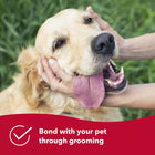 bond with your pet through grooming