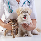 Veterinarian holding a small white dog and a brown kitten on a white background
