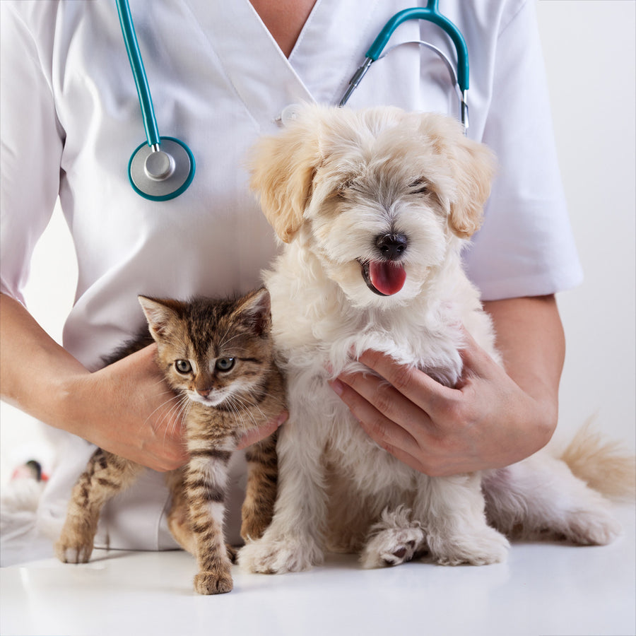 Veterinarian holding a small white dog and a brown kitten on a white background