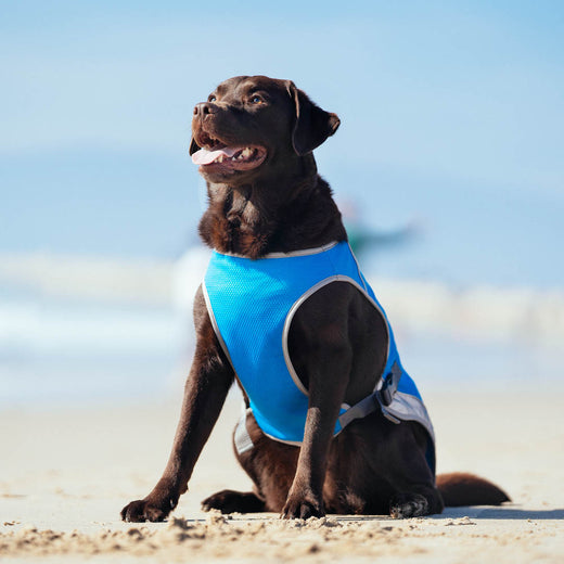 Canada Pooch Blue Chill Seeker Cooling Vest