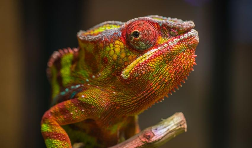 Best Pet Reptiles for Children