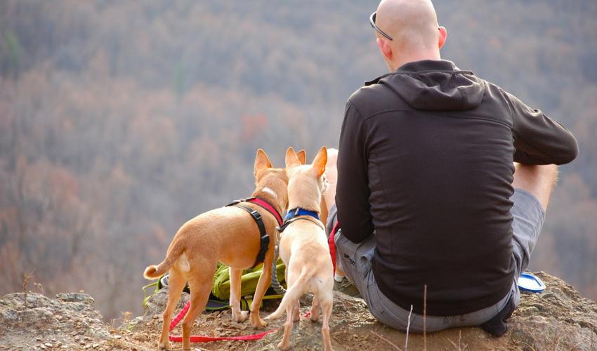 Safety Tips For Camping With Your Pet