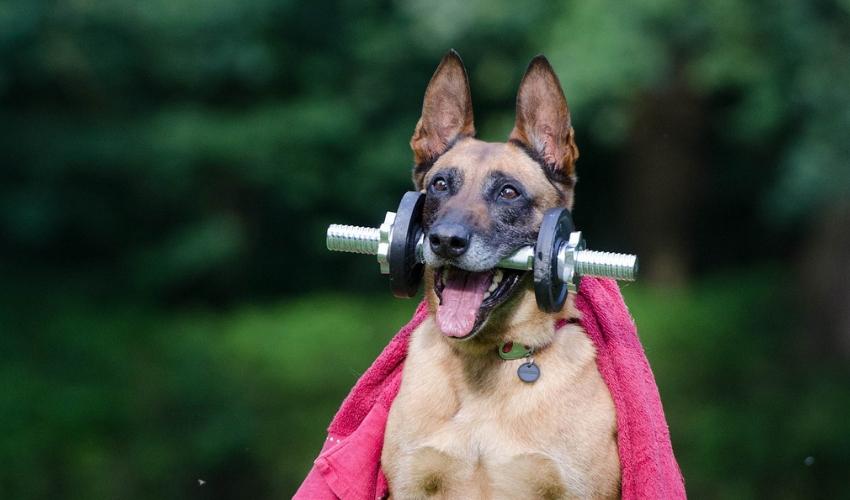 Are Pet-Accompanied Workouts the Next Fitness Craze?