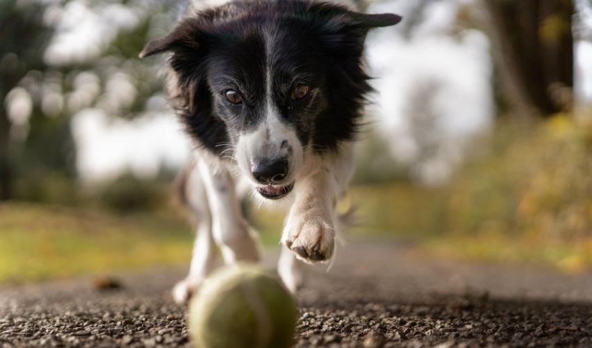 Fun, Cognitive Training Games for Dogs