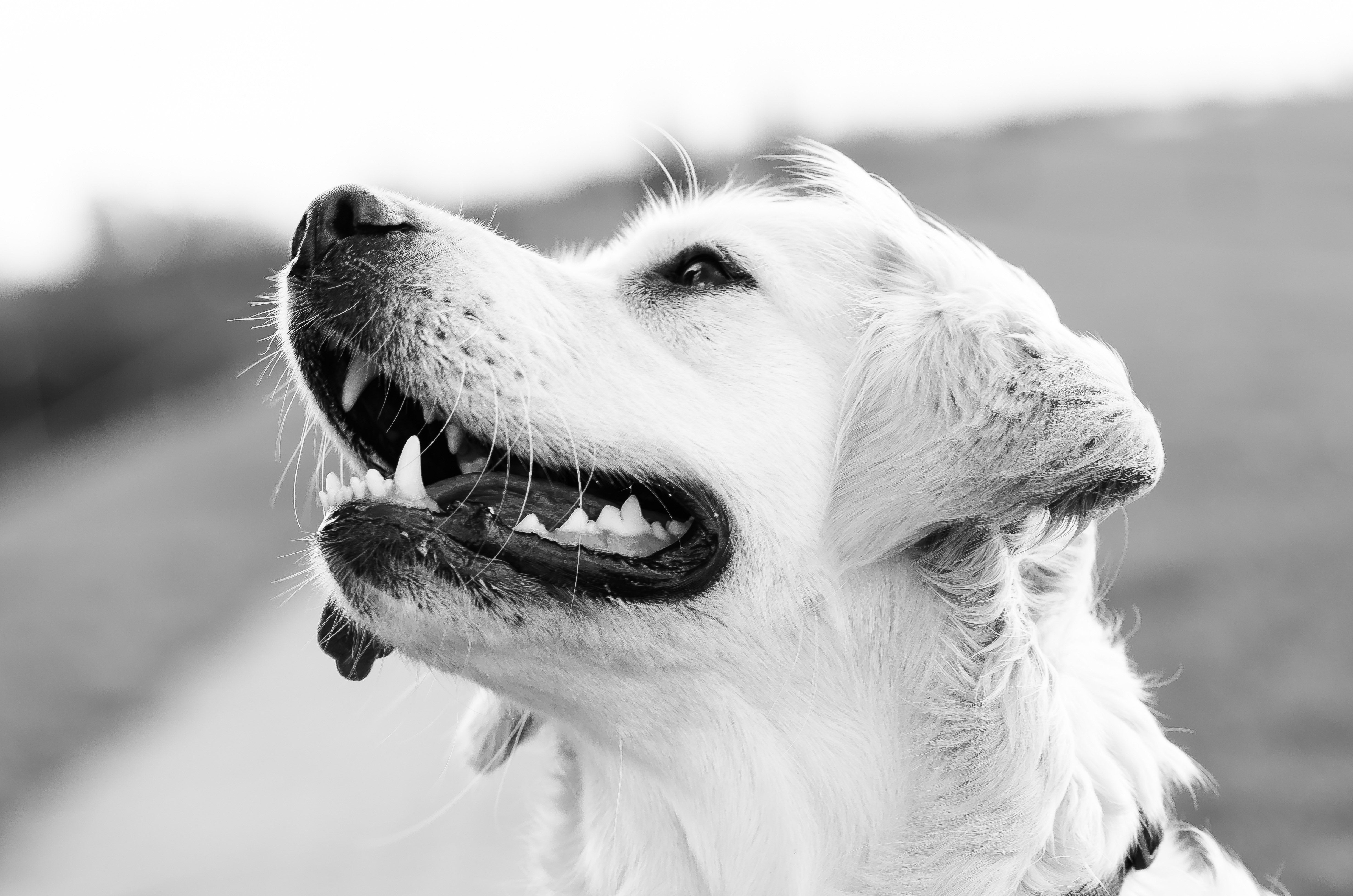Your Pet’s Pearly Whites: Pet Dental Health Month