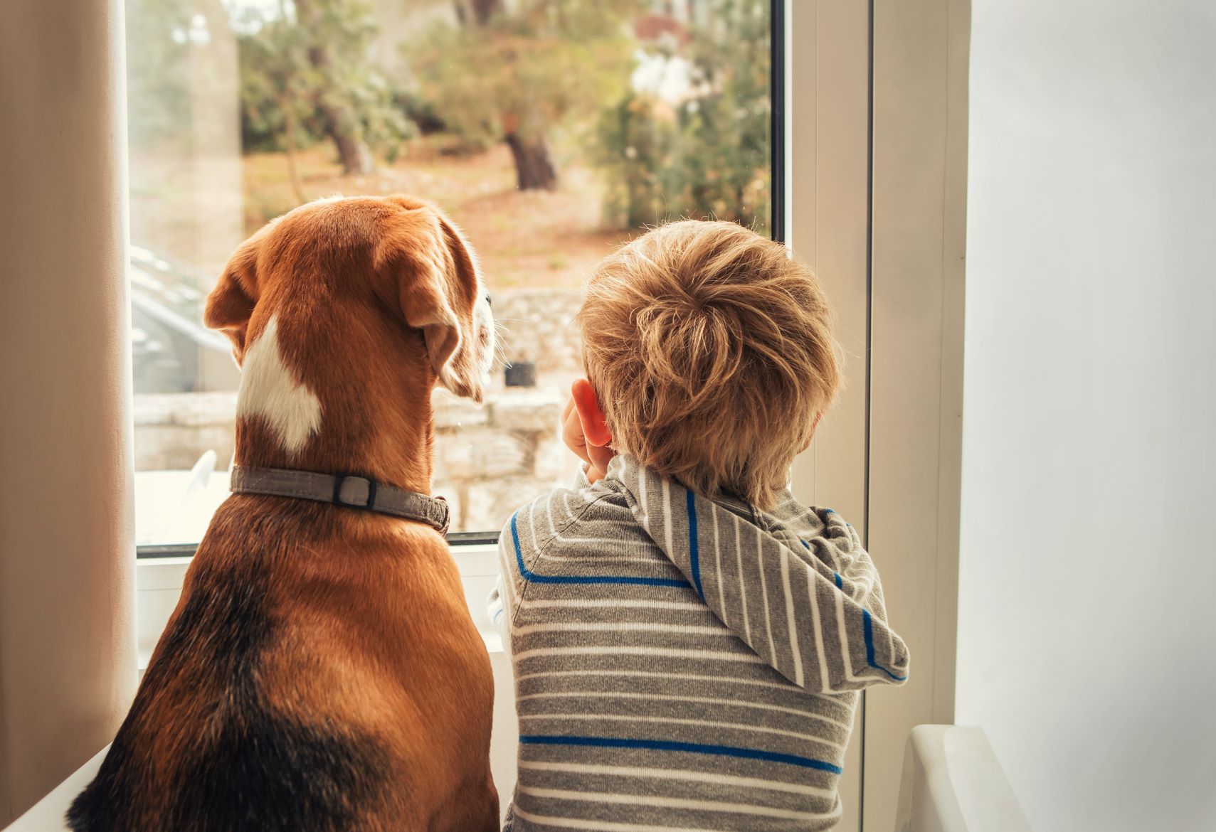Tips for Bringing a New Pet into Your Home