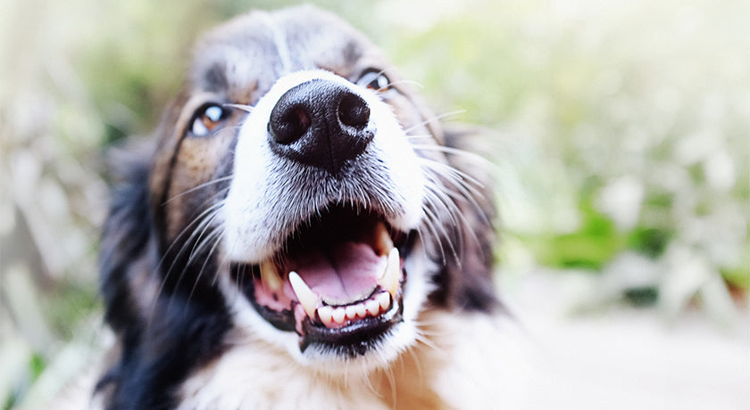 How to Keep Your Pet’s Teeth Clean!