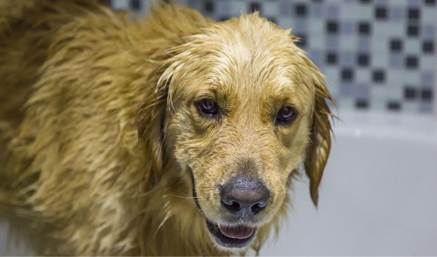 Tips for Washing Your Pet