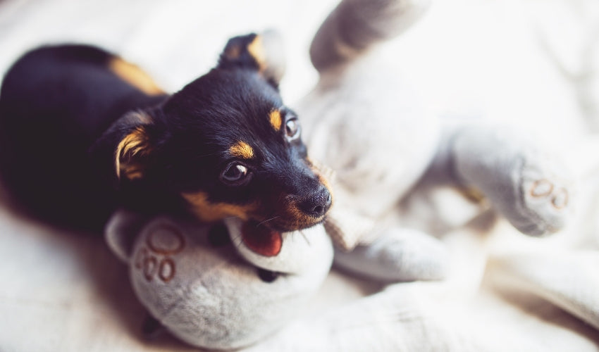 Keeping Your Pet Entertained Indoors