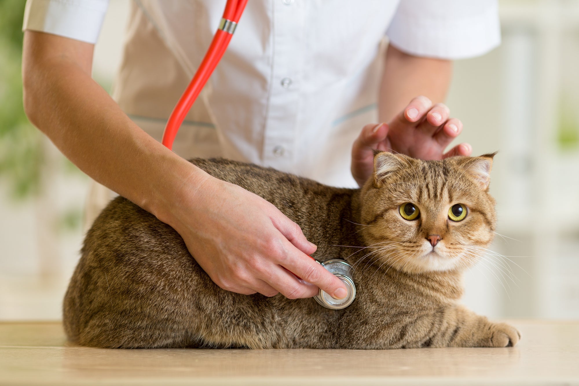 Visit Incredible Pets for Your Next Pet Vet Visit