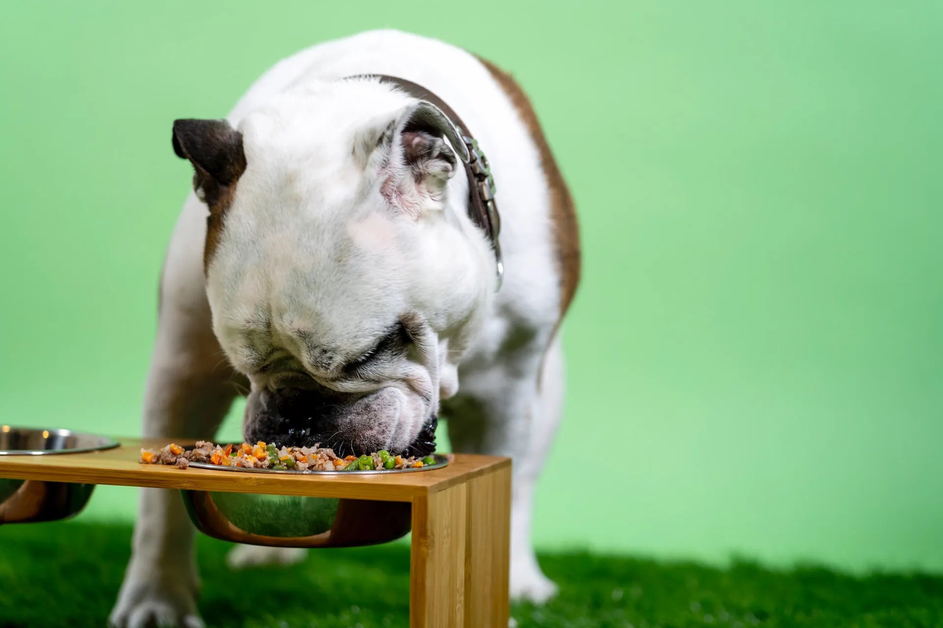 Top 10 Low Fat Dog Foods You Will Love