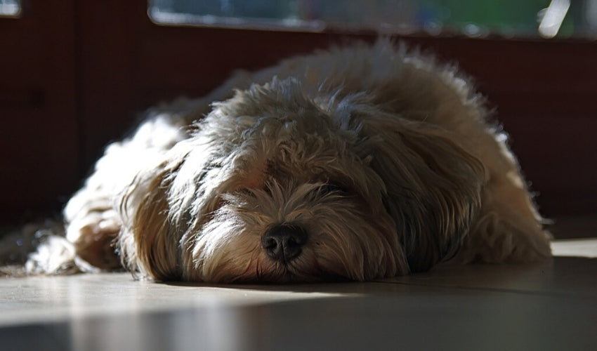 Keeping Your Pet Entertained Indoors