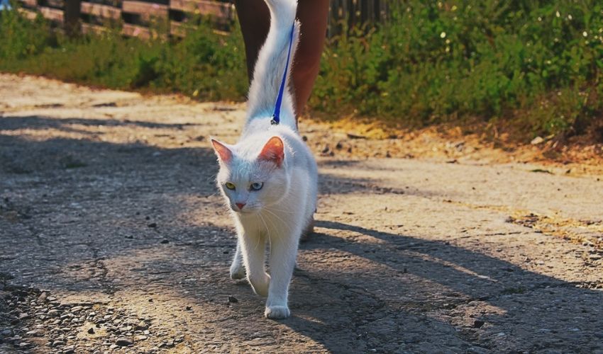 Cat Leash Training