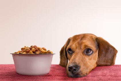 Is My Dog Food Going to Cause Heart Disease?