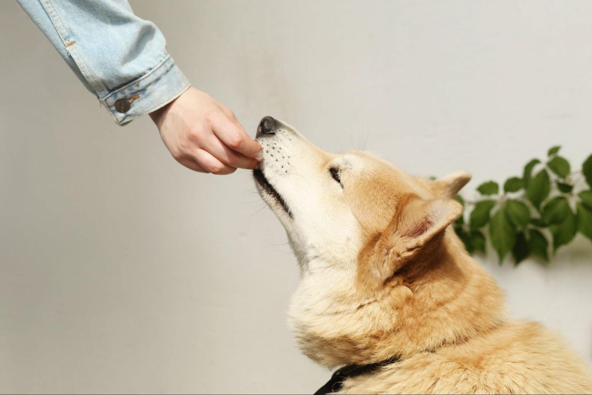 A picture of someone hand-feeding a dog