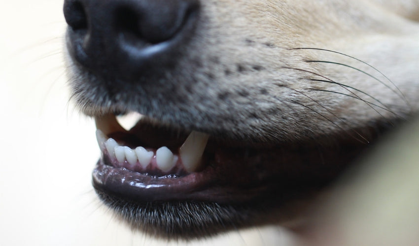 How Often Should I Clean My Pet's Teeth?