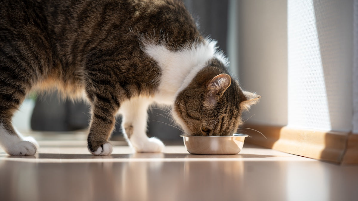 A cat eating after the switch to adult cat food.