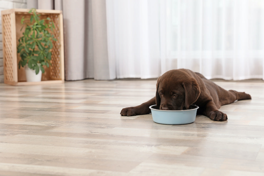 When to Switch to Adult Dog Food