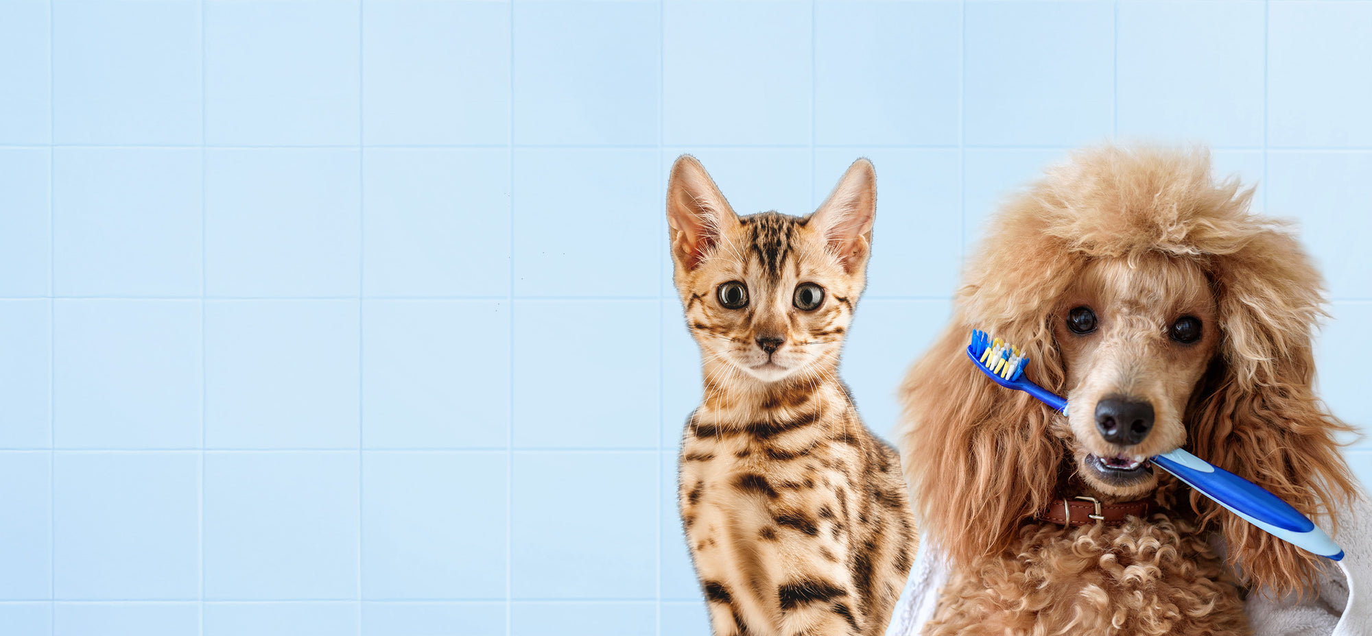 Keep Your Pet's Teeth Clean