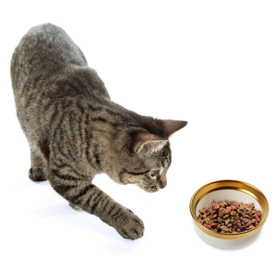 Spot Malibu Gold 5-Inch Cat Dish