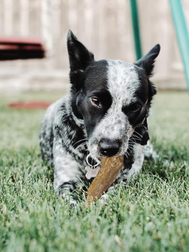 Spot Coffee Wood Dog Chew