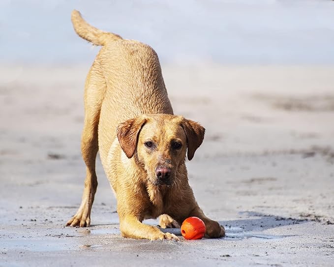 Chuckit! Fetch Medley Medium 3 Pack Ball Dog Toy