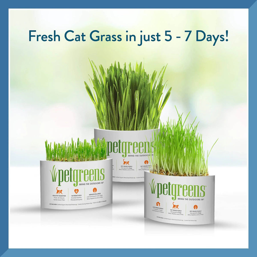 Pet Greens Self Grow Garden Wheat Grass Cat Treat