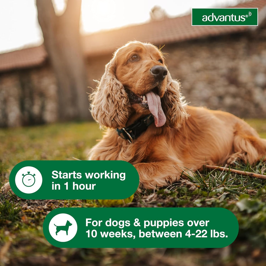Advantus Chewable Flea Treatment for Small Dogs, 4lb-22lbs