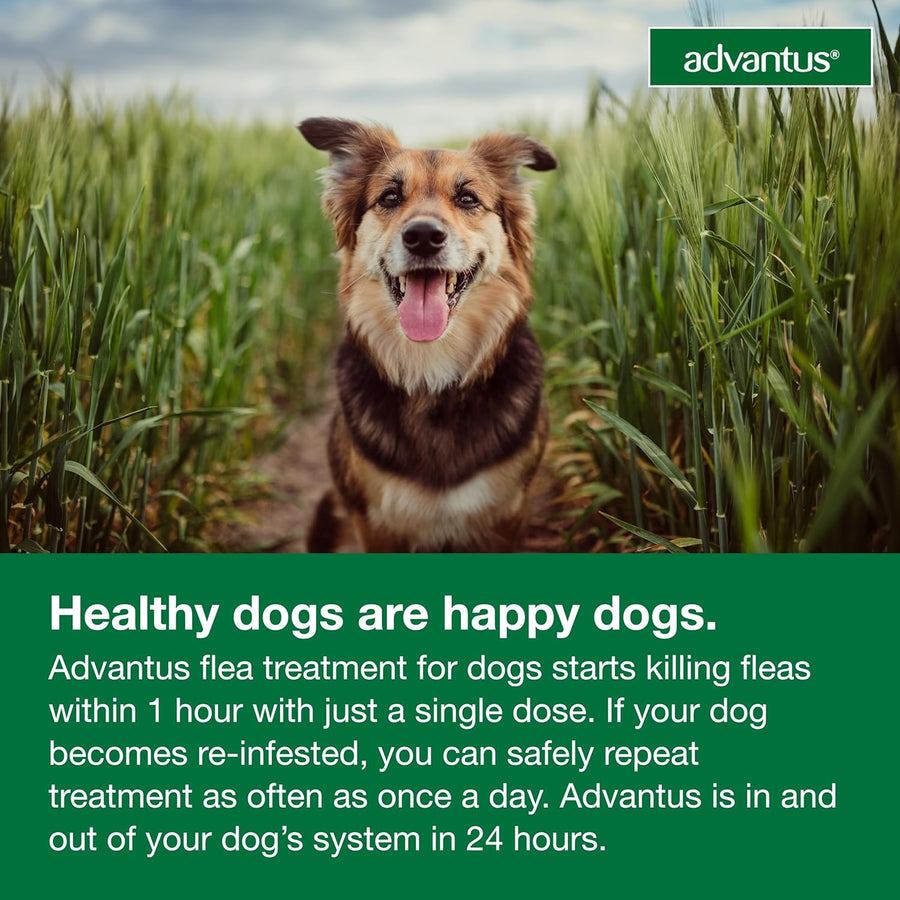 Advantus Chewable Flea Treatment for Small Dogs, 4lb-22lbs