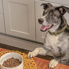 Dog excitedly waiting for Badlands Ranch Air-Dried Superfood Complete Chicken Formula Dog Food 