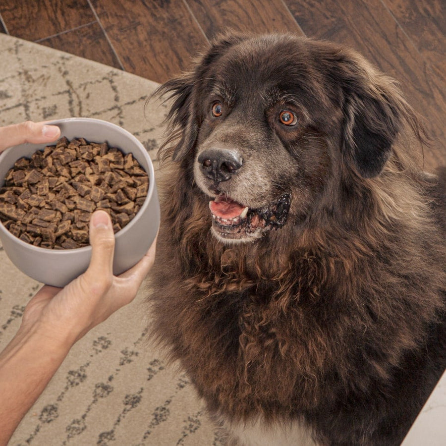 Black Dog excited for Badlands Ranch Air-Dried Superfood Complete Lamb & Venison Formula Dog Food served in a bowl