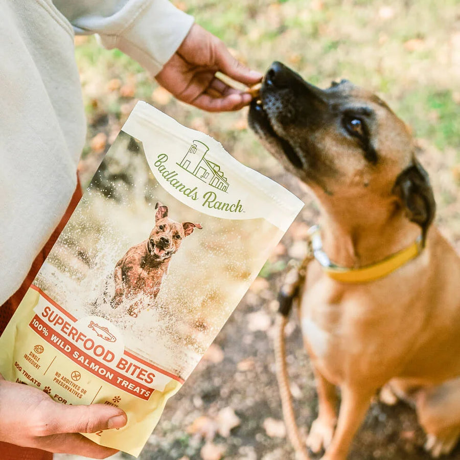 Feeding Badlands Ranch Freeze-Dried Superfood Bites Salmon Dog Treats to a dog