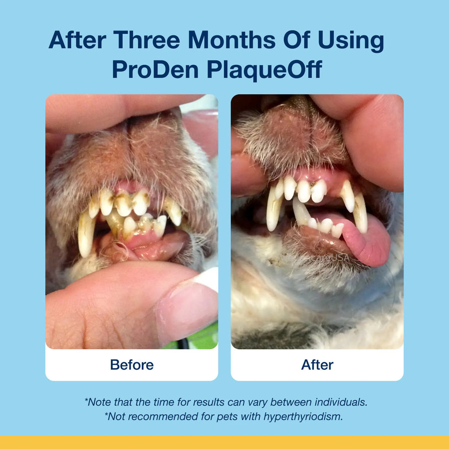 Before and After Results just after 3 months of using ProDen PlaqueOff Scoopables for Cats.