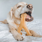 Benebone Wishbone Durable Chicken Flavor Dog Chew, dog happily chewing brown wishbone-shaped chew toy in its mouth