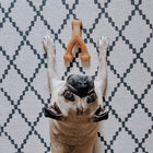 Benebone Wishbone Durable Chicken Flavor Dog Chew, pug looking up with wishbone chew in front