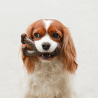 Benebone Wishbone Durable Peanut Butter Flavor Dog Chew, a Cavalier King Charles Spaniel dog holding the brown wishbone-shaped chew toy in its mouth