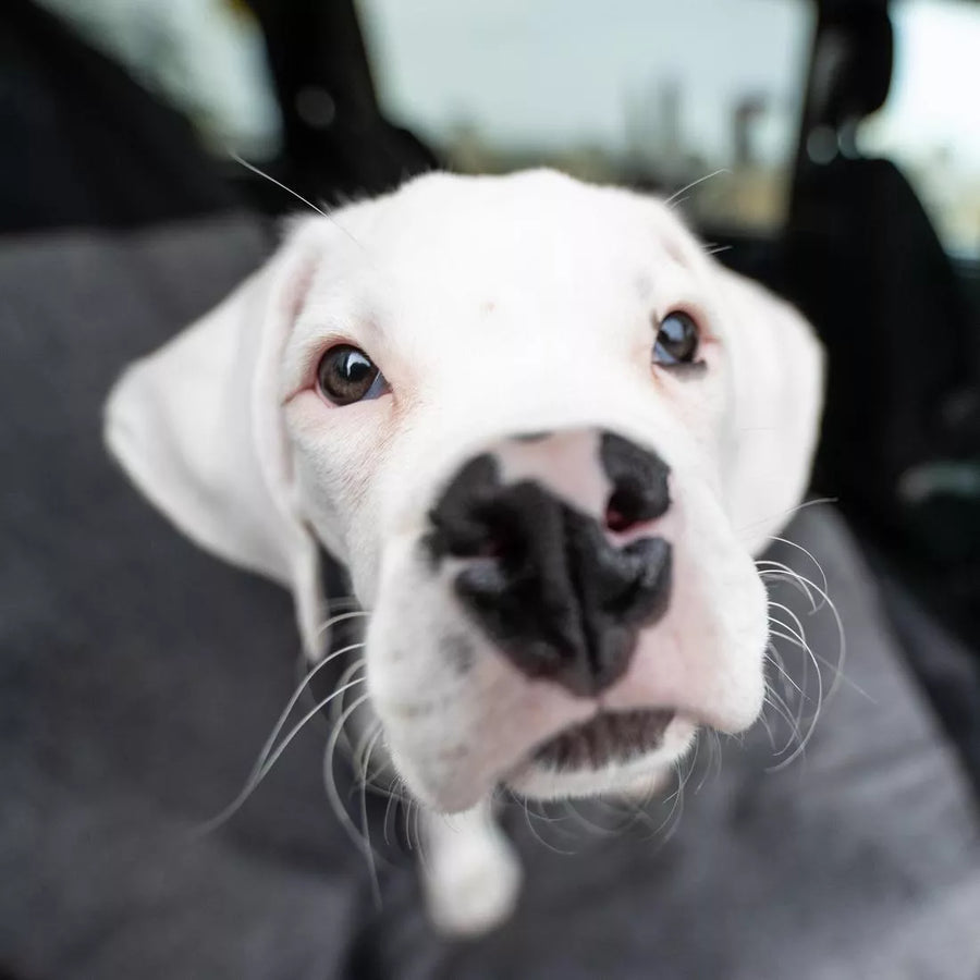 Close up of nose of white puppy sitting on the seat.