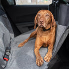 View of backseat of car, Bergan Auto Hammock Seat Protector in use with a brown dog laying on it.